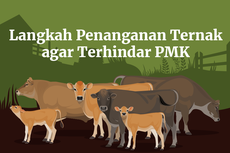 INFOGRAFIK: Langkah Penanganan agar Hewan Ternak Terhindar PMK