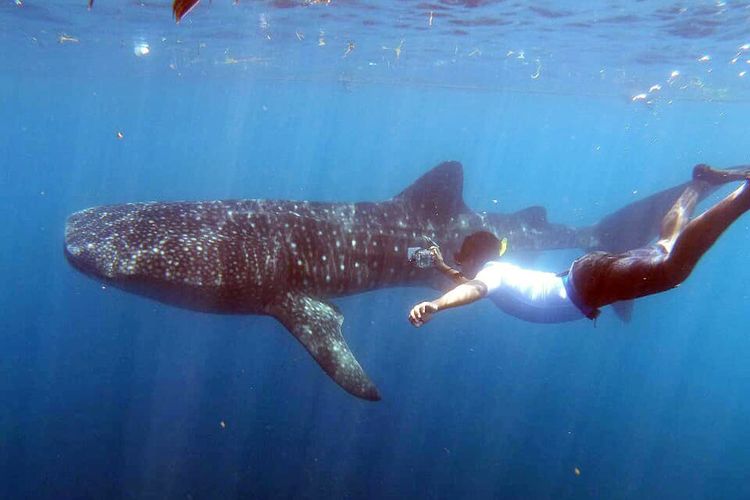 Seorang peneliti dari Balai Pengelolaan Sumberdaya Pesisir dan Laut (BPSPL) Makassar melakukan pemasangan transmitter kepada hiu paus yang baru datang di Botubarani, Gorontalo.