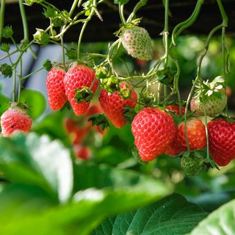 Ilustrasi tanaman stroberi, menanam strawberry.