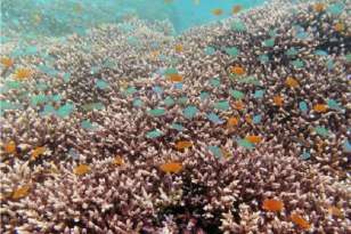 Pemandangan bawah laut perairan Bangsring, Banyuwangi, Jawa Timur.