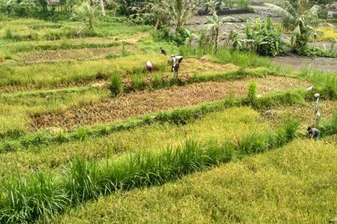 Banjir Lahar Dingin, Petani Sekitar Gunung Agung Terpaksa Panen Dini