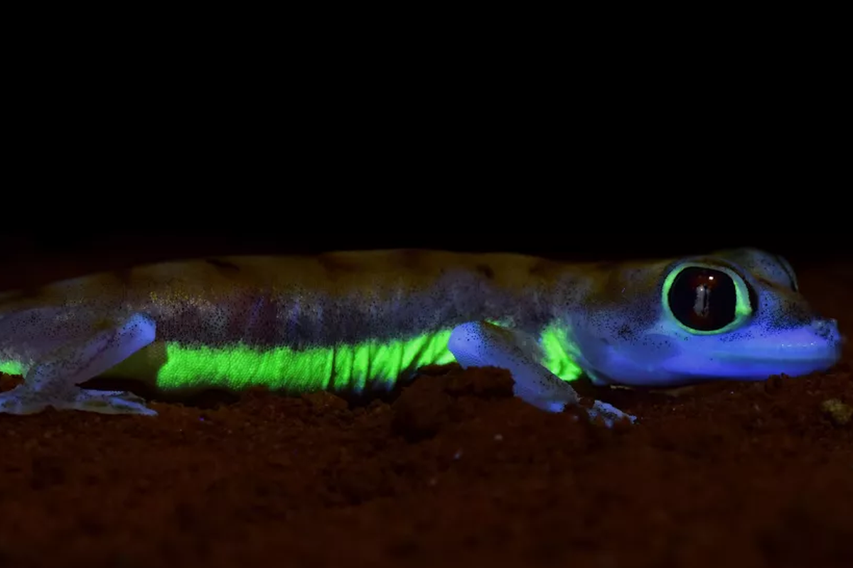 Tokek kaki berjaring (Pachydactylus rangei) tubuhnya bersinar dalam gelap setelah terkena cahaya bulan. Tokek gurun ini ditemukan di Gurun Namibia.

