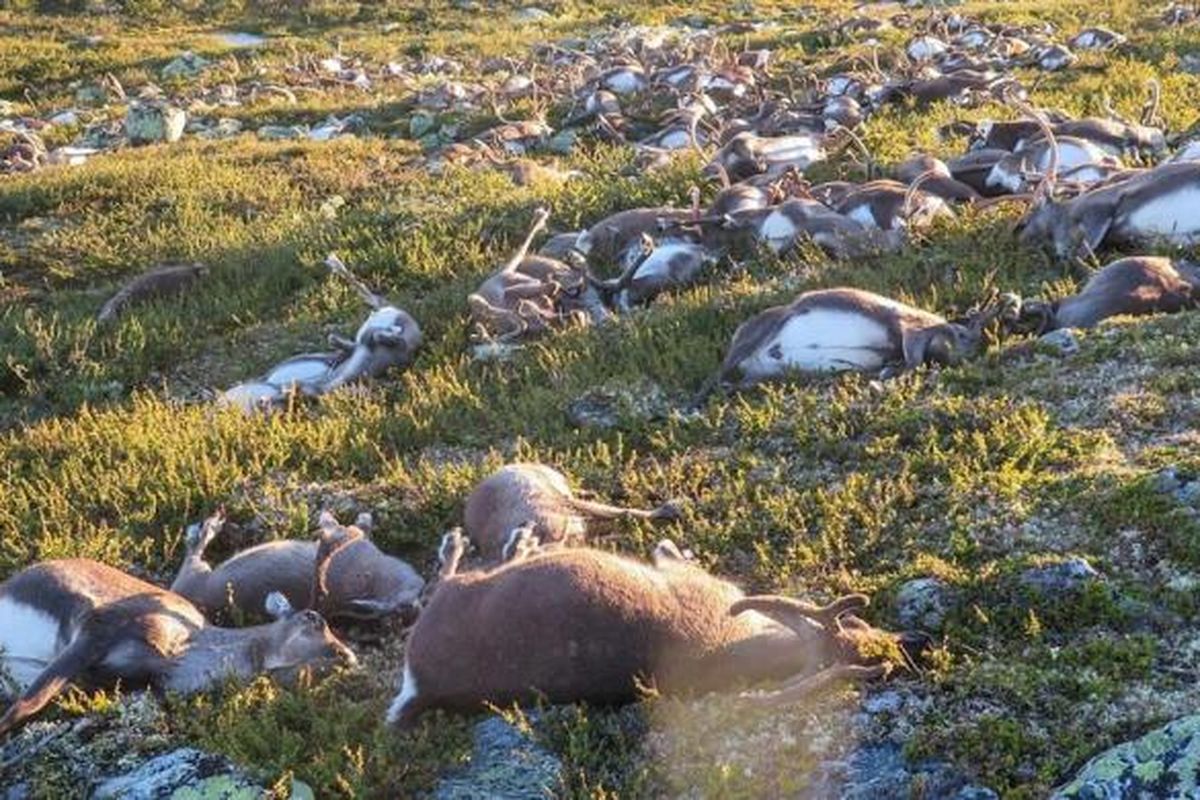 Ratusan ekor rusa dan puluhan anak sapi tewas akibat disambar petir di Dataran Tinggi Hardanangervidda, Norwegia.