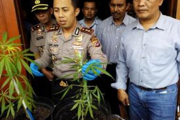 Kepala Polisi Resor Cimahi, Ajun Komisaris Besar Polisi Ade Ary Syam Indradi saat memperlihatkan barang bukti sembilan pohon ganja di Markas Polres Cimahi, Rabu (14/10/2015). Tumbuhan terlarang itu diperoleh dari salah seorang pemuda di kawasan Parongpong, Kabupaten Bandung Barat.