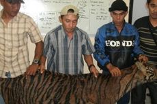 Pedagang Harimau Sumatera Dibekuk Polisi