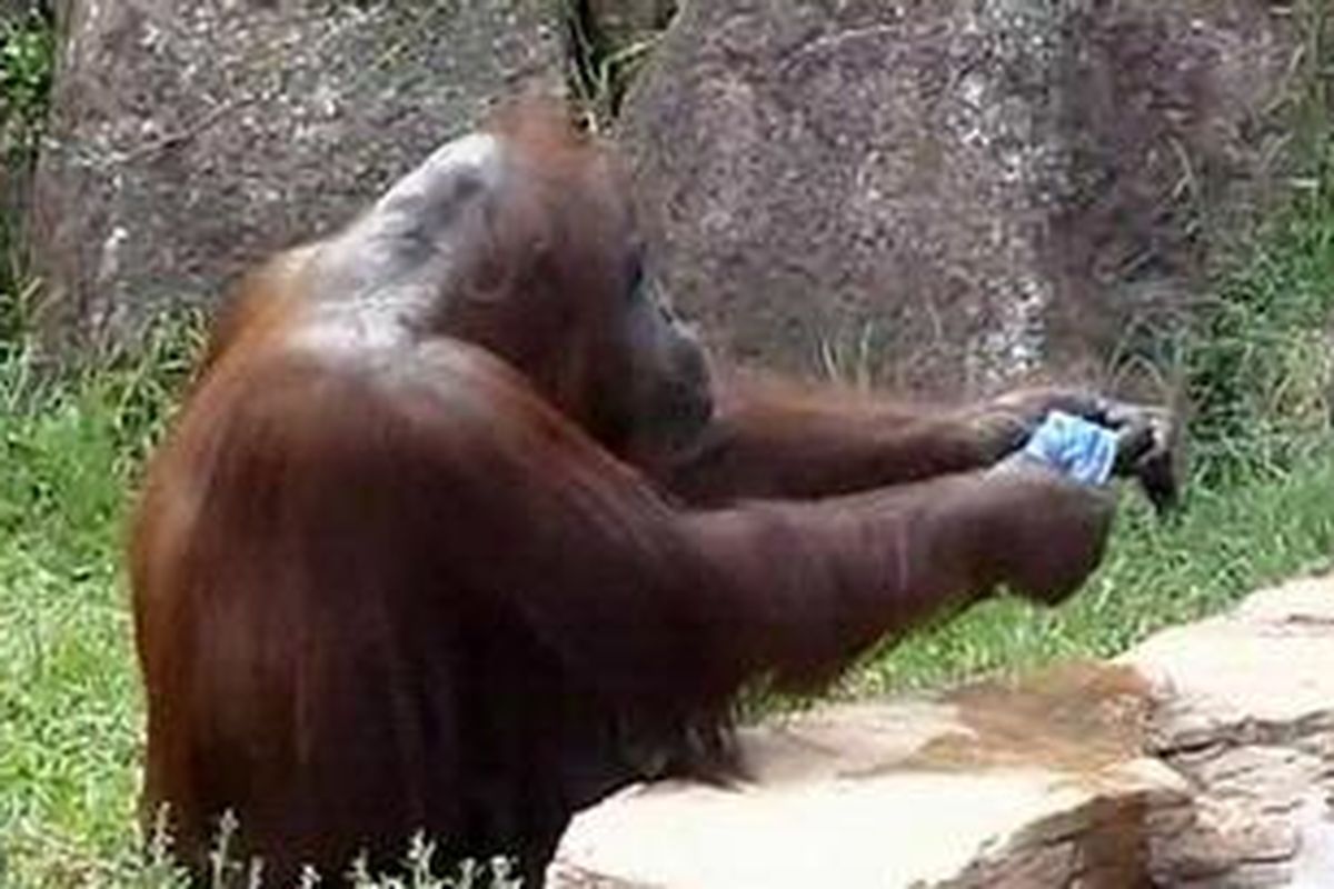 Orangutan ini menggunakan handuk seperti manusia, ia mencelupkan ke air, memerasnya, lalu mengusapkan handuk ke mukanya.