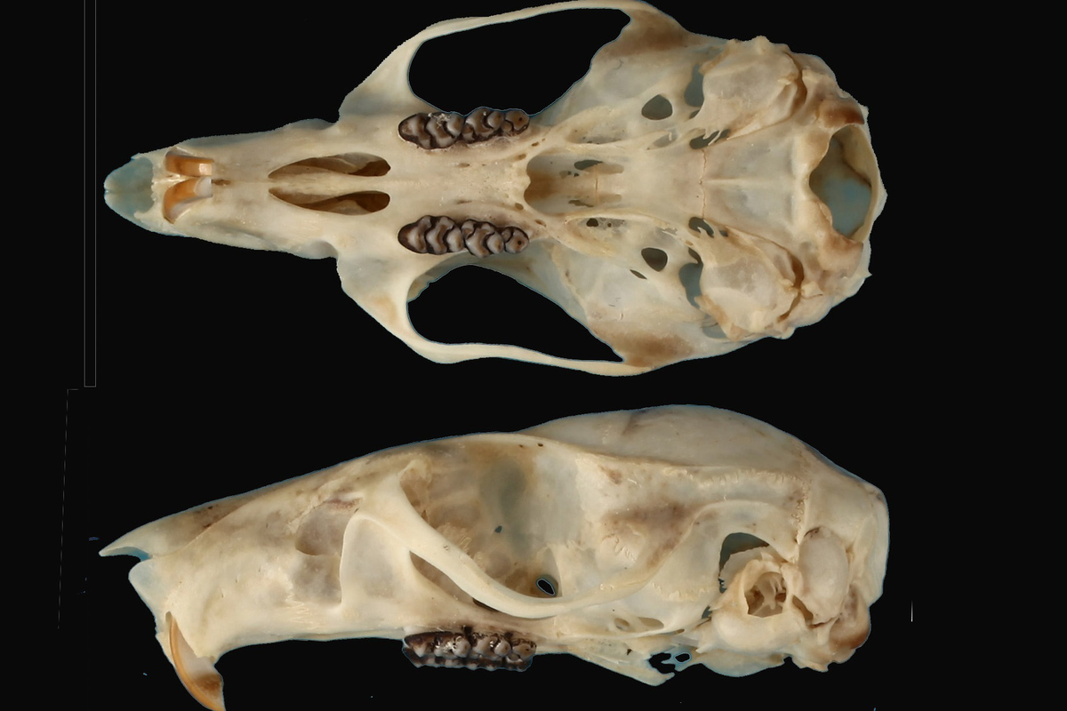 Tengkorak Crunomys tompotika, spesies tikus hutan baru yang ditemukan di Gunung Tompotika, Sulawesi Tengah