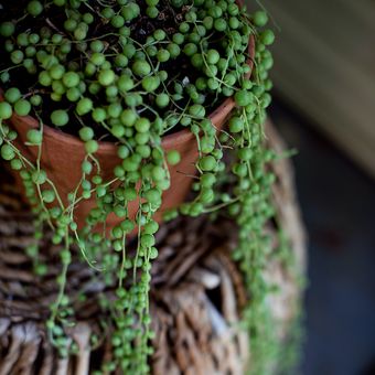 String of pearls