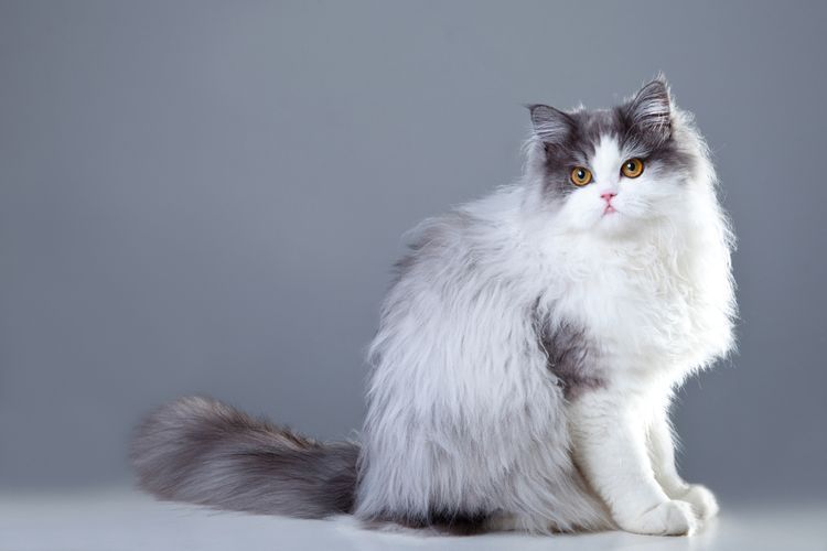 Panduan Perawatan Kucing Persia: Profil Ras, Kepribadian, dan Sejarah