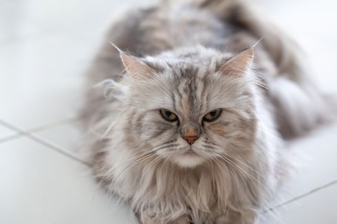 Kucing Himalaya, Si Cantik Hasil Kawin Silang Persia dan Siam