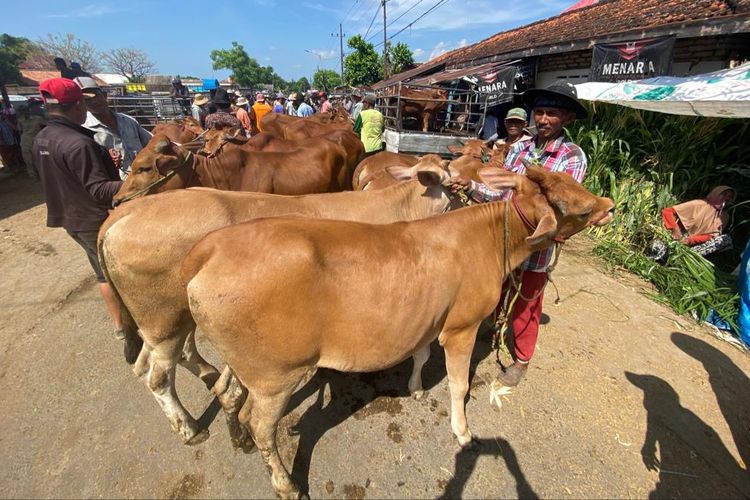 Harga sapi Limosin di Kabupaten Pamekasan, Jawa Timur anjlok. Per ekor mencapai Rp 5 juta, sedangkan sapi lokal turun Rp 3 juta sejak merebaknya PMK.