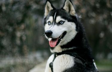 Apakah Anjing Bisa Mengenali Rasa Takut Manusia?