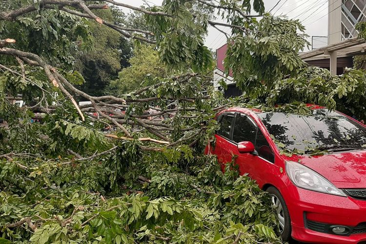 Pohon tumbang menimpa mobil yang parkir di Peleburan Barat Raya Semarang, Selasa (11/1/2022)