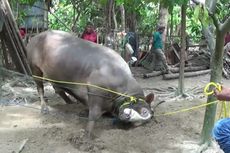 Sederet Insiden Sapi-sapi Kurban, Terjun ke Sungai dan Ditembak Mati Polisi Saat Idul Adha