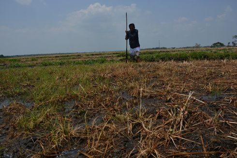 Fenomena Unik Tanah di Jombang, Bergoyang Saat Diinjak