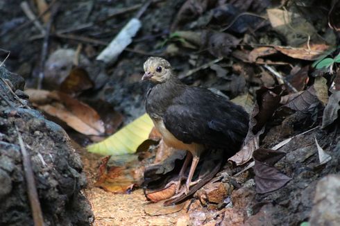 Ada 4 Lokasi Peneluran Burung Maleo di TNBNW