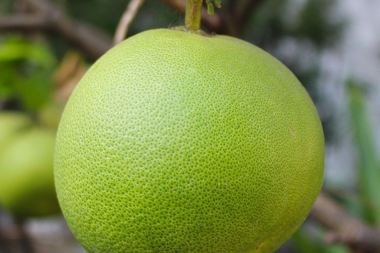 Ilustrasi jeruk bali. 