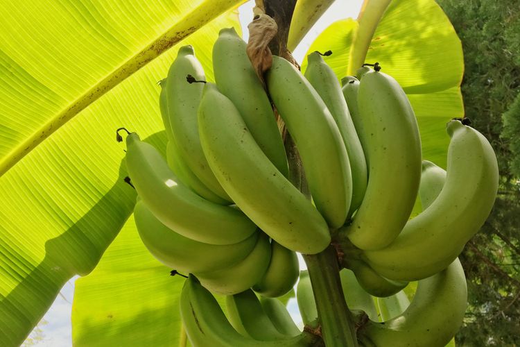 Ilustrasi buah pisang raja.