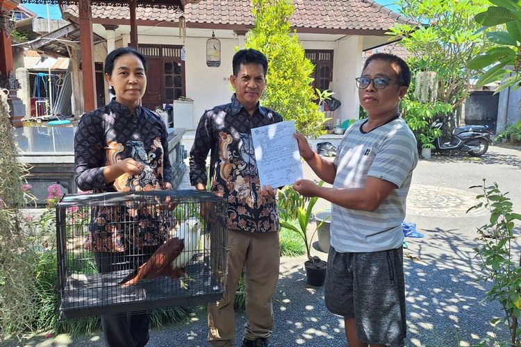 BKSDA Bali Evakuasi Elang Bondol yang Dipelihara Warga di Badung