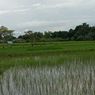 Mitos atau Fakta, Pohon Pisang Bikin Lahan Bekas Sawah Tak Gembur?