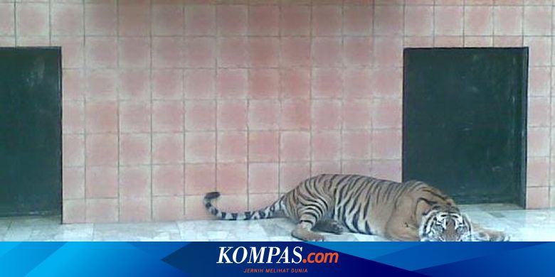 Dua Pasang Harimau Sumatera Dikawinkan Di Bogor