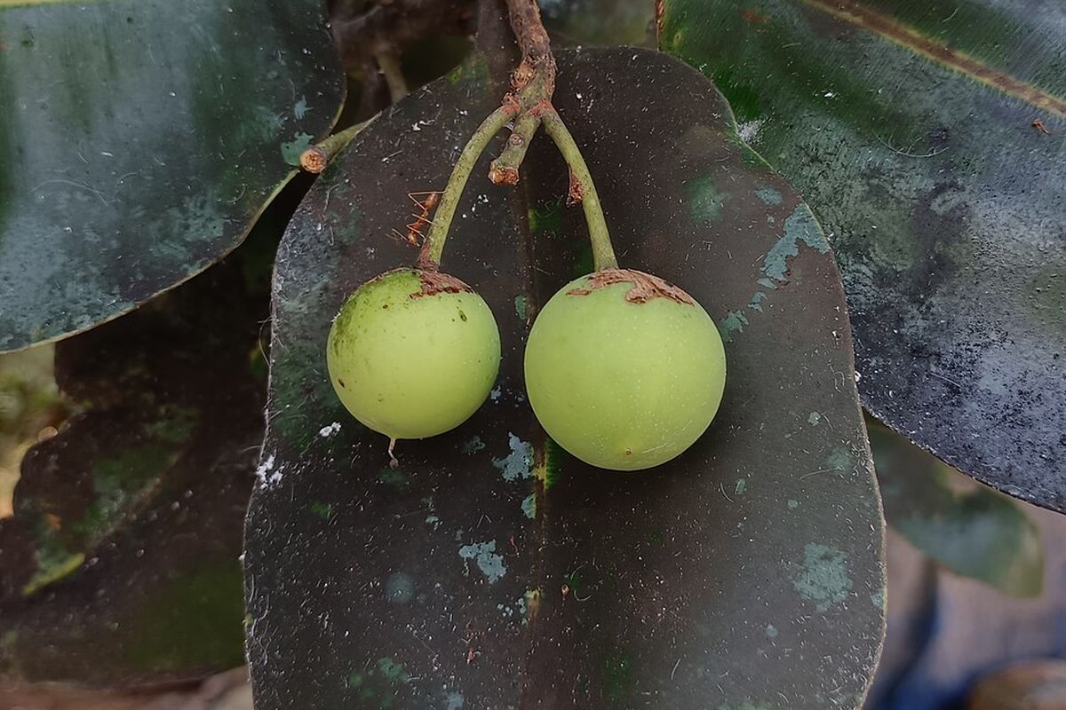 Ilustrasi Calophyllum inophyllum. Tanaman nyamplung punya potensi besar. Dari biofuel, pelet, kosmetik, hingga pakan ternak rendah emisi, semuanya bisa dimanfaatkan.