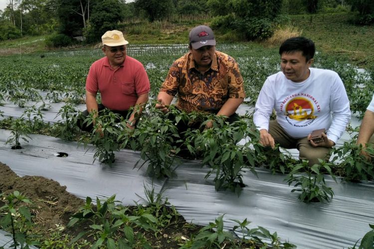 Serangan Virus Kuning Pada Tanaman Cabai Bisa Dicegah Halaman All Kompas Com