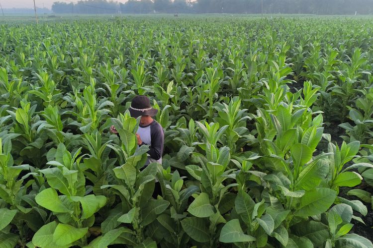 Petani tembakau melakukan persiapan panen di Desa Teja Barat, Pamekasan Jawa Timur, Senin (1/9/2025)
