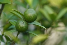 5 Pemeliharaan Lemon Cui agar Pertumbuhannya Optimal