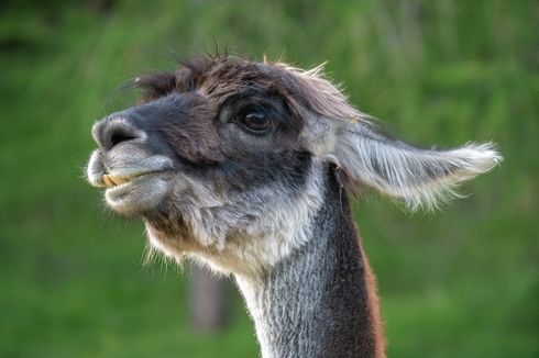 Seekor Llama yang Kedinginan Berkeliaran di Lapangan Dekat Jalan Raya lalu Diselamatkan