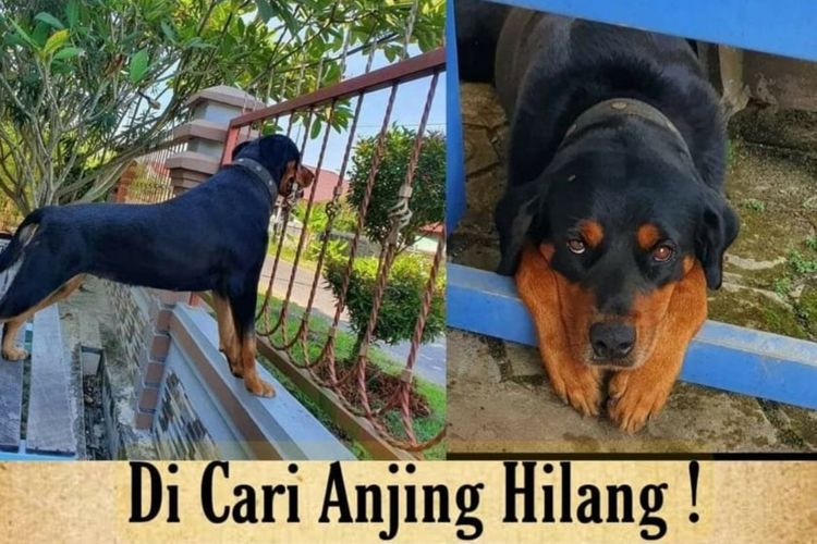 Seekor anjing jenis rottweiler hilang sejak Senin (25/10/2021). Sebelumnya, anjing bernama Mickey tersebut dipelihara keluarga Acun di Jalan Cempaka, Kecamatan Mempawah Hilir, Kabupaten Mempawah, Kalimantan Barat (Kalbar).