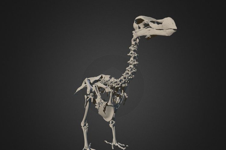 Kerangka sebenarnya dari Burung Dodo (Raphus cucullatus)