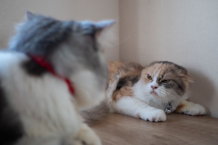 Ilustrasi kucing, ilustrasi kucing mendesis, ilustrasi kucing bertengkar.