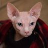 6 Masalah Kesehatan yang Sering Menyerang Kucing Sphynx