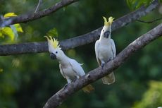 Perilaku Unik Burung Paruh Bengkok: Suka Membuang Makanan