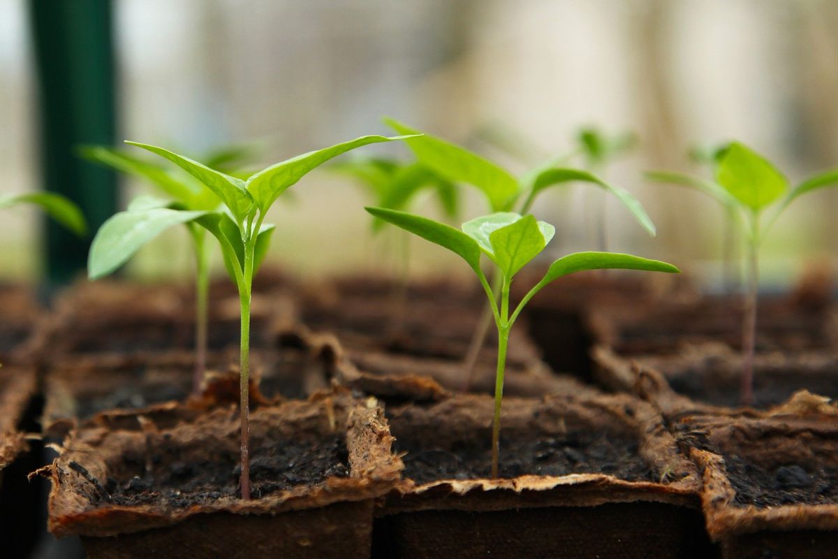 Dishut Kalsel Bagikan Ribuan Bibit Pohon Gratis di Kalsel Expo 2025, Warga Antusias!