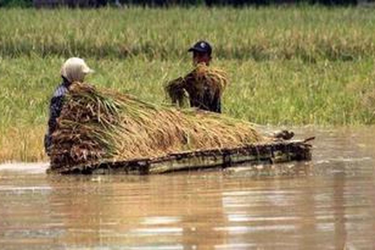 Petani memanen padi di sawahnya yang tergenang.