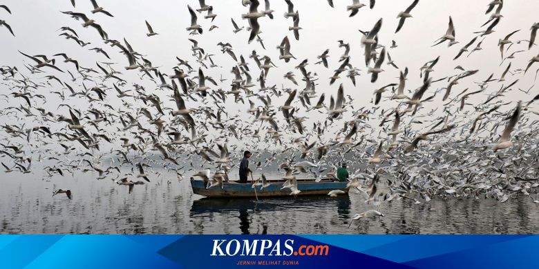 Rekayasa Genetika Buktikan Burung Memang Hasil Evolusi Dari Dinosaurus Halaman All Kompas Com