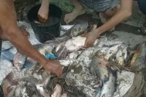 Geger Ribuan Ikan di Sungai Serayu Ditemukan Mati, Apa Penyebabnya?