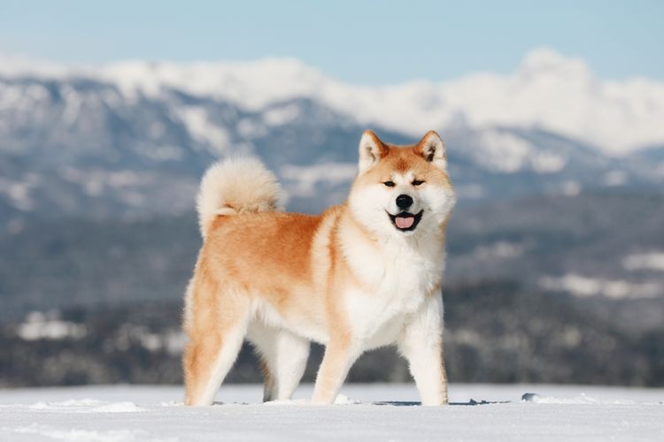 7 Fakta Menarik Anjing Akita Inu, Setia dan Berpengaruh Kuat di Jepang  Halaman all - Kompas.com