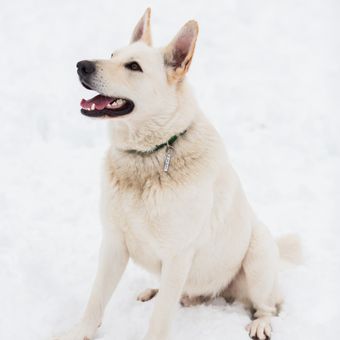 Ilustrasi anjing German shepherd putih.