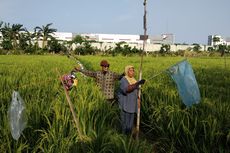 Bertani di Ibu Kota, Tetap Menanam meski Hasil Tak Menentu