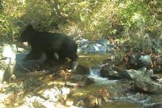 Beruang Langka Terlihat di Perbatasan Dua Korea yang Dipagari Kawat Berduri