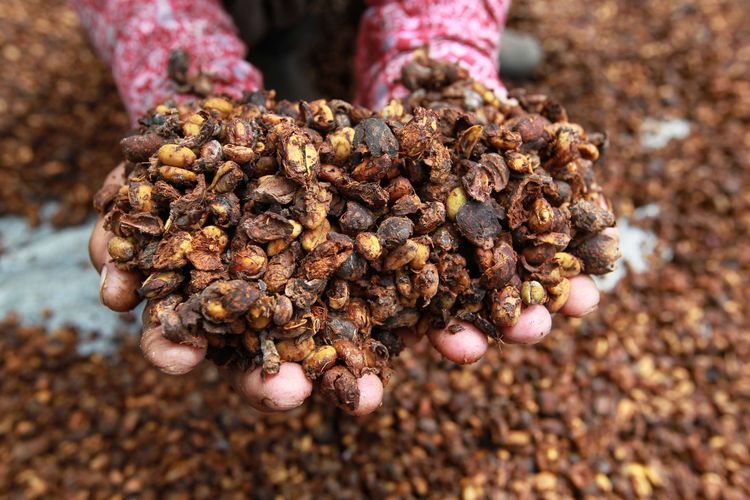 Kopi liberika Meranti di Kedaburapat, Rangsang Barat, Kepulauan Meranti, Riau, Minggu (14/2/2021). Kopi liberika salah satu tanaman yang dikembangkan warga untuk menjaga ekosistem lahan gambut.