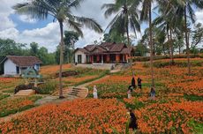 Taman Bunga Amarilis Gunungkidul, Rumah di Tengah Taman Bunga seperti Negeri Dongeng