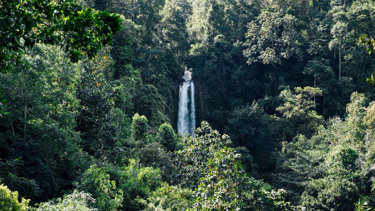 Hutan Luksemburg Mengkhawatirkan, Pohon-pohon 'Sekarat' Akibat Krisis Iklim-Spesies Invasif