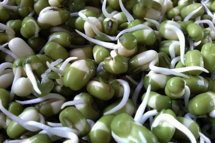 Kacang hijau yang mulai berkecambah menjadi taoge