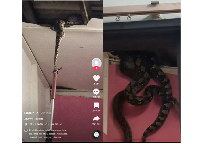 viral ular piton di plafon