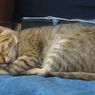 Mengapa Kucing Tidur di Atas Pakaian Pemiliknya?