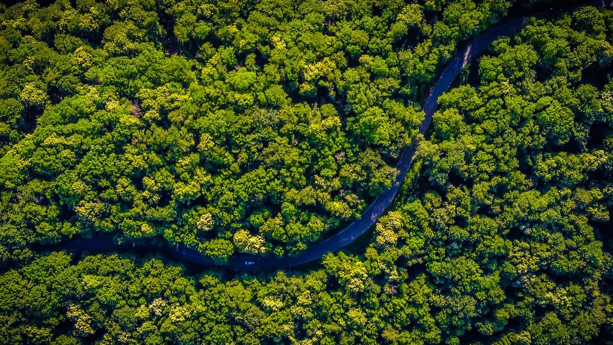 Netizen Amazon Collection Hutan Amazon Diserbu Rating Bintang 1 oleh Netizen Indonesia, Balasan ...